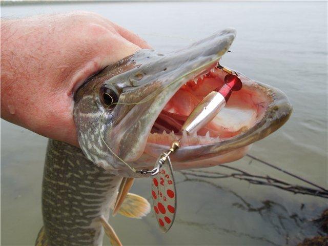 Ловля щуки на вертушку