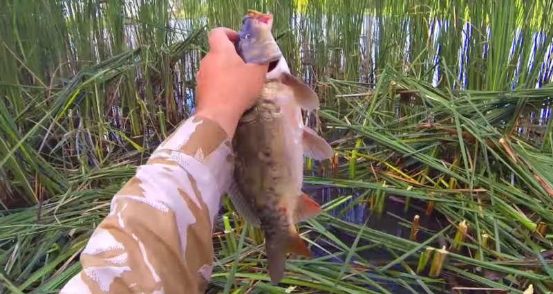 Ловля карпа весной