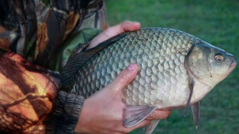 Карась пойман весной