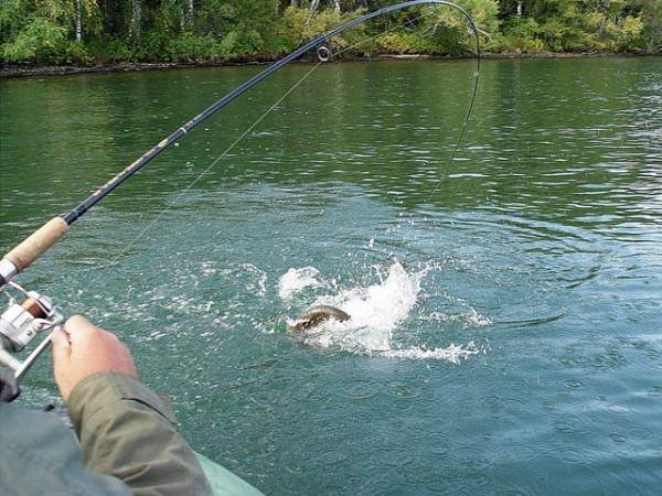 вываживание леща на стоячей воде