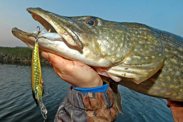 щука пойманная на воблер