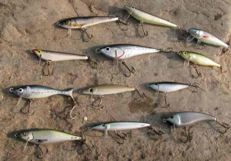 Жерех на спиннинг, приманка, секреты, ловля весной, осенью и летом