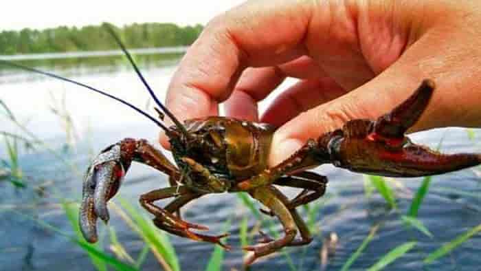 Штраф за ловлю раков