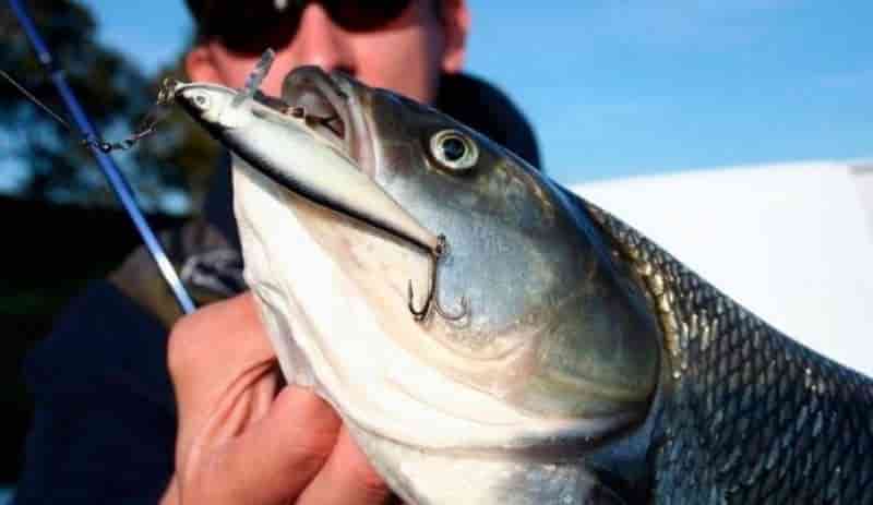 Жерех на спиннинг, приманка, секреты, ловля весной, осенью и летом