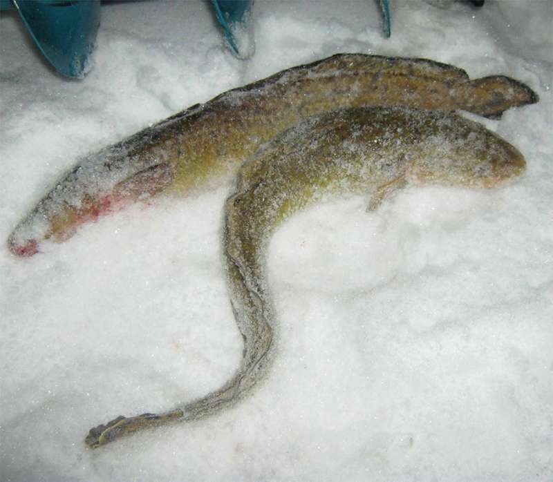 Налим пойманный зимой