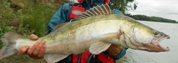 Ловля судака на отводной поводок